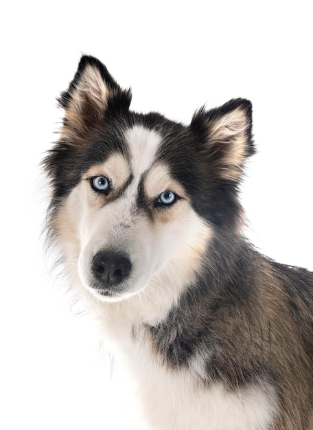 Husky siberiano em estúdio