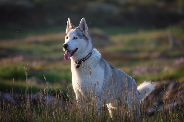 Husky siberiano em pé no campo