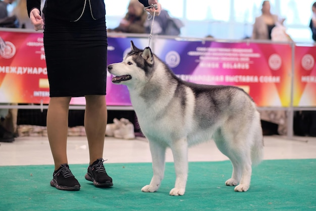 Husky siberiano em uma exposição de cães no ringue ao lado do manipulador