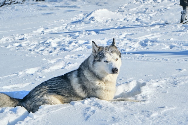 Husky siberiano encontra-se na neve em um dia ensolarado.