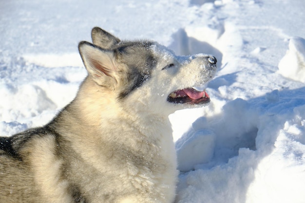 Husky siberiano se encuentra en la nieve en un día soleado.