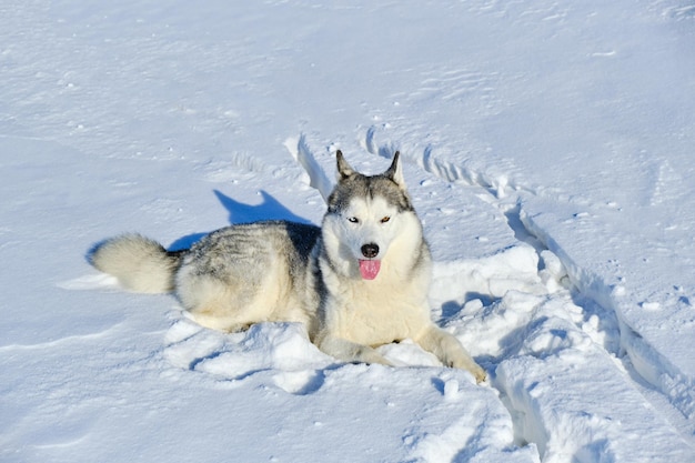 Husky siberiano se encuentra en la nieve en un día soleado.