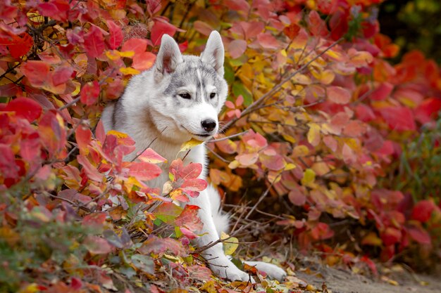 Husky siberiano engraçado deitado nas folhas amarelas. coroa de folhas de outono amarelas. cão no fundo da natureza.