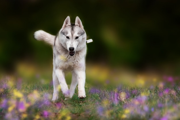 Husky siberiano está corriendo.