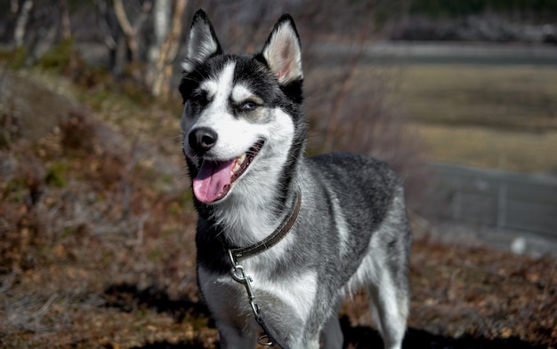 Husky siberiano feliz