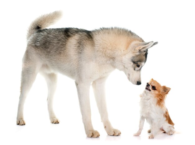 husky siberiano gris y chihuahua