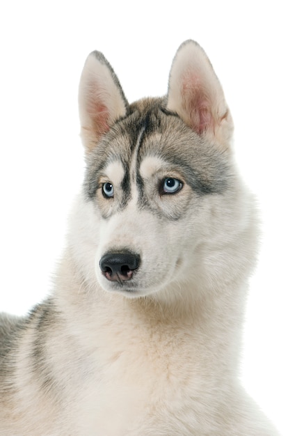 husky siberiano gris