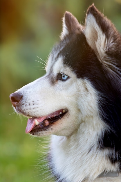 Foto husky siberiano en la hierba