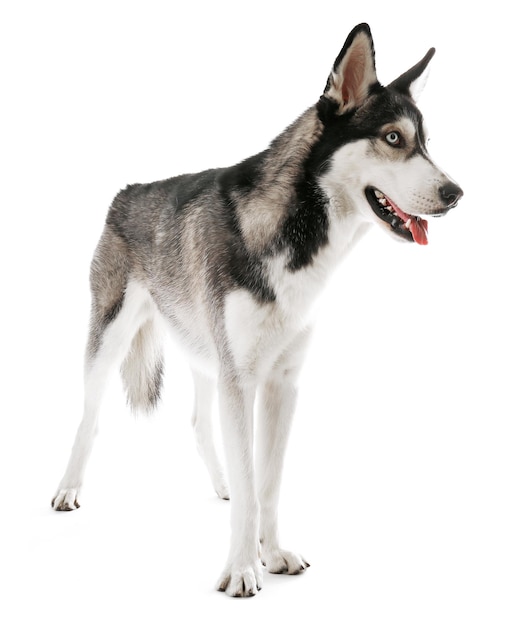 Husky siberiano isolado em branco
