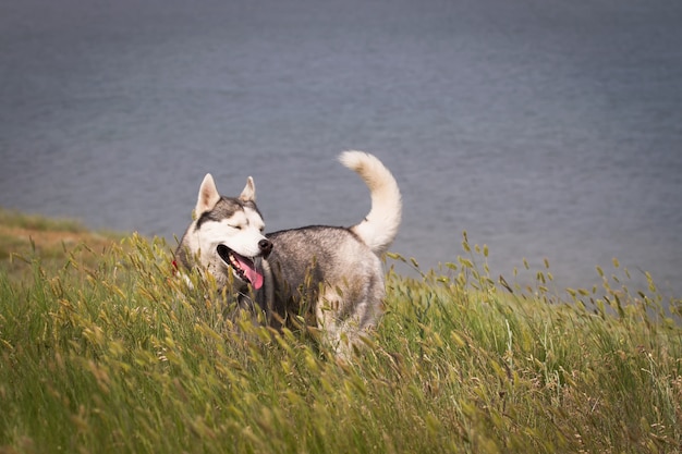 Husky siberiano, jogando na grama no campo.