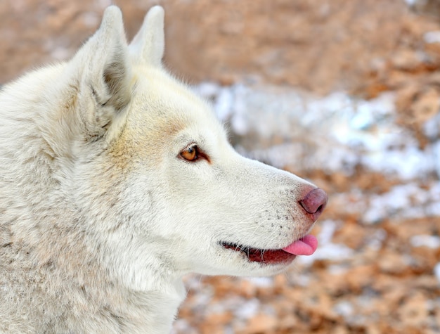 Husky siberiano joven marrón mostrando la lengua y mirando a otro lado