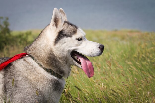 Husky siberiano jugando en la hierba en el campo.