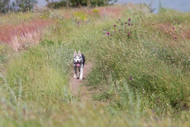 Husky siberiano jugando en la hierba