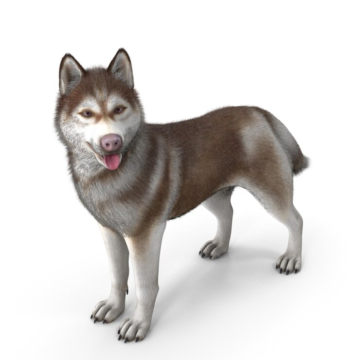Foto husky siberiano modelagem 3d arquivo jpeg cão de estimação realista