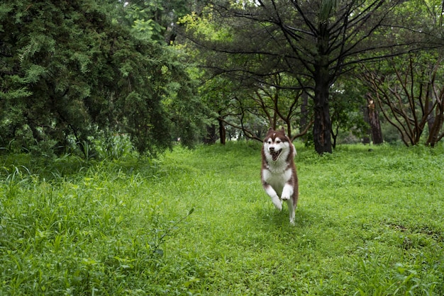 husky siberiano na floresta