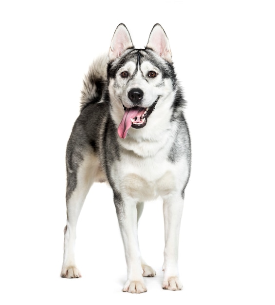 Husky siberiano na frente de um fundo branco
