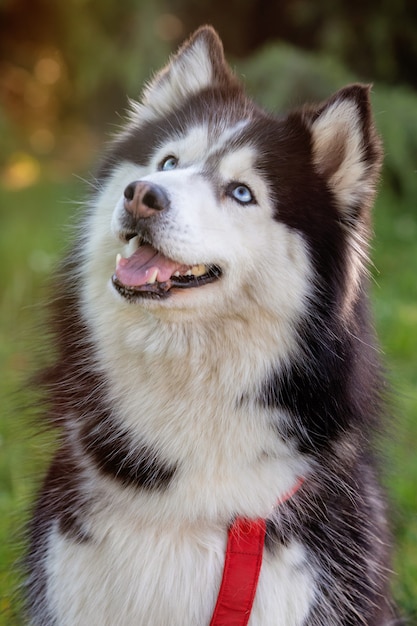 Husky siberiano na grama