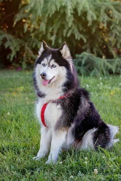 Husky siberiano na grama