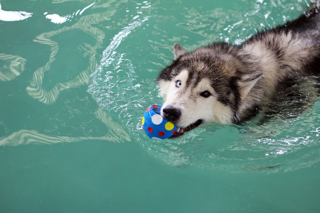 Husky siberiano nadando na piscina