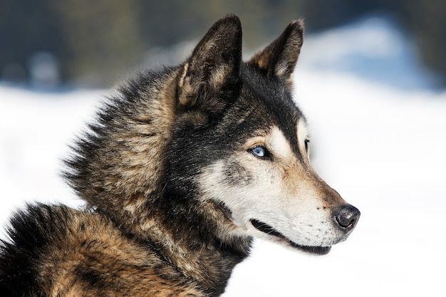 Foto husky siberiano en la nieve