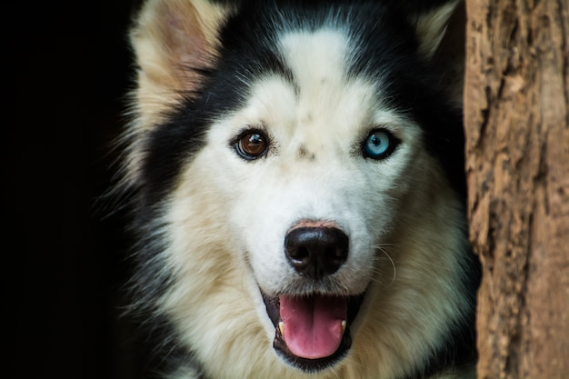 Husky siberiano con ojos de diferentes colores