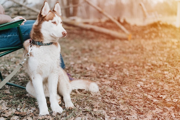 Husky siberiano perro retrato lindo blanco marrón mamífero animal mascota de un año de edad con ojos azules con gente en otoño rústico y campo naturaleza bosque llamarada