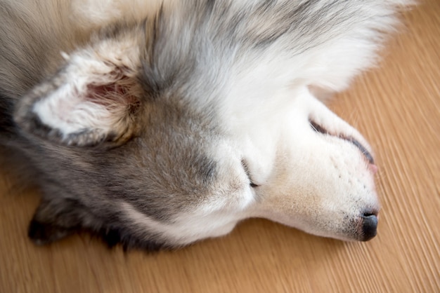 Husky siberiano, perro soñoliento y mascota encantadora