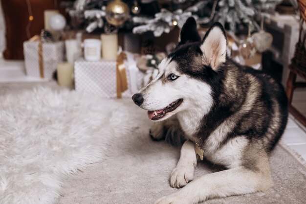 Foto husky siberiano preto e branco de raça pura sentado no tapete árvore de natal ano novo