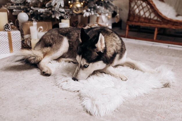 Foto husky siberiano preto e branco de raça pura sentado no tapete árvore de natal ano novo