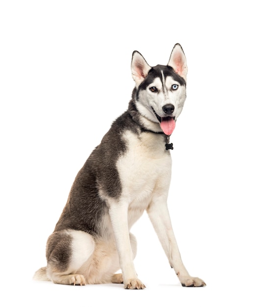 Husky siberiano sentado em frente a um fundo branco