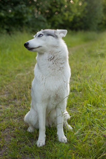 Husky siberiano sentado na grama verde