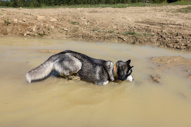 Husky siberiano tomando banho no pântano