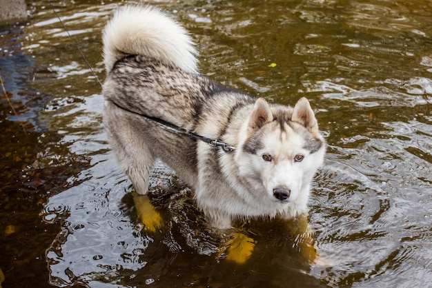 Husky siberiano vadeando el agua