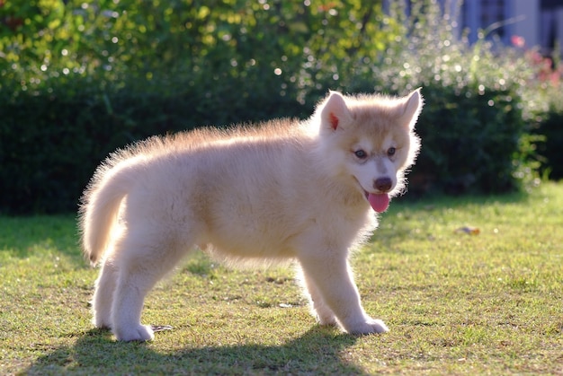 Husky siberiano