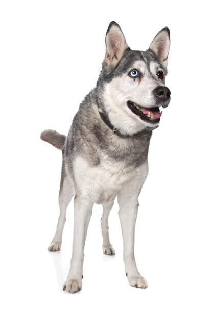 Husky siberiano