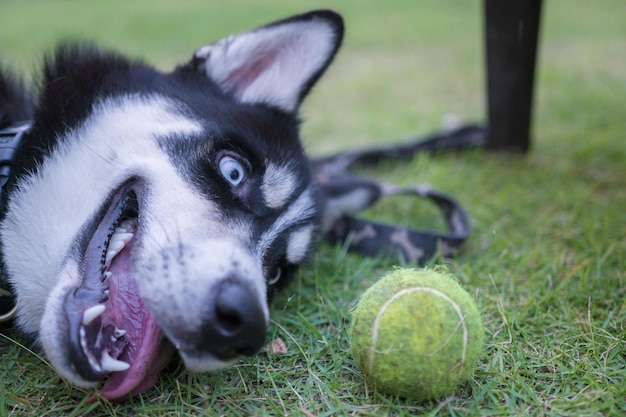 Husky sibirian brincando com uma bola de tênis na grama