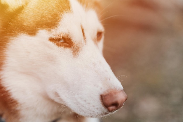 Husky sibirischer hund porträt niedliches weißbraunes säugetiertier haustier von einem jahr alt mit blauen augen im herbst rustikal und ländlich natur wald nahaufflackern