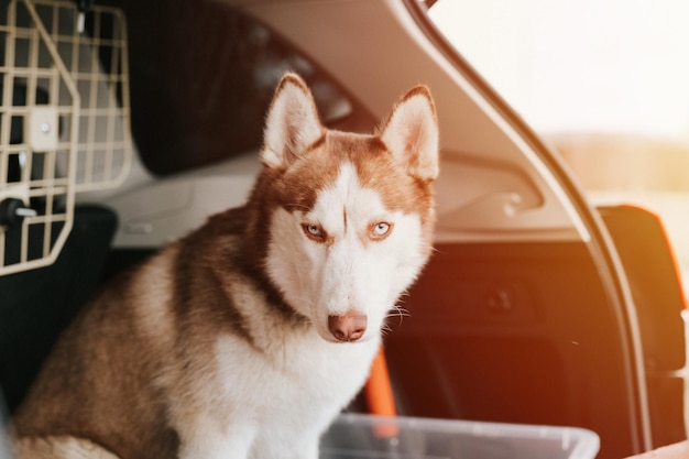 Husky sibirischer hund porträt niedliches weißbraunes säugetiertierhaustier von einem jahr alt mit blauen augen, die im kofferraum eines autos sitzen, das bereit ist, flare zu reisen