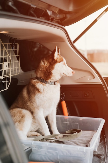 Husky sibirischer hund porträt niedliches weißbraunes säugetiertierhaustier von einem jahr alt mit blauen augen, die im kofferraum eines autos sitzen, das bereit ist, flare zu reisen