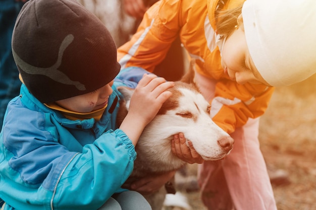 Husky sibirischer Hund Porträt süßes weißes braunes Tier Haustier blaue Augen mit kleinen Kindern, die streicheln