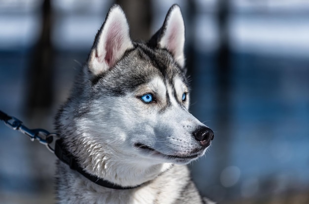 Husky sitss con una correa en el hielo