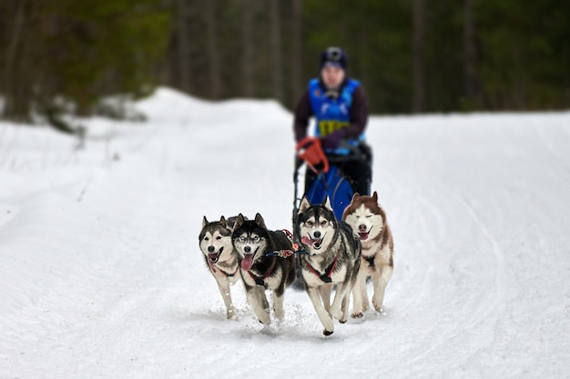 Husky trenó de cães de corrida no inverno