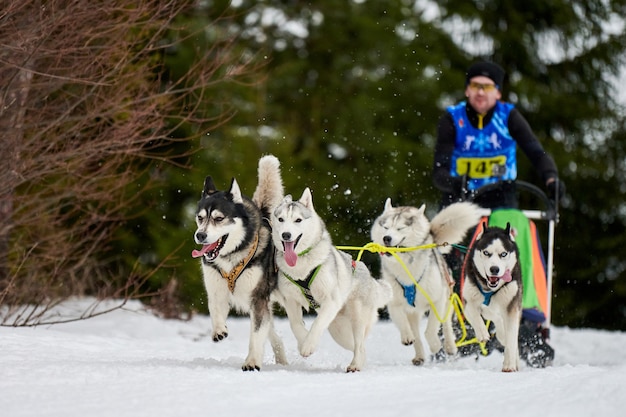 Husky trenó de cães de corrida