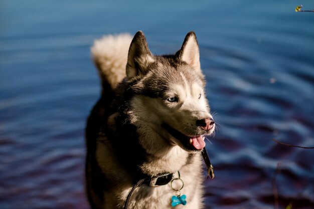 Husky tummelt sich in der wilden Natur. Der Hund badet im kühlen Wasser des Sees