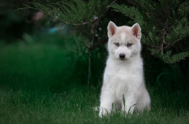 Husky-Welpe sitzt auf dem Gras unter einem Baum.