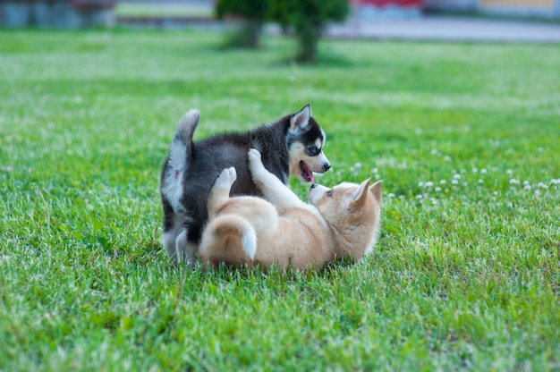 Husky Welpen draußen spielen, trafen sich schwarz und braun Welpen. Noch kein Besitzer