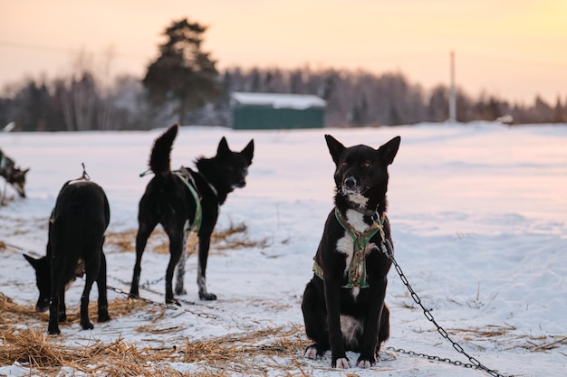 Husky wird im Winter vor dem Start des Rennens an ein Steak im Schnee gefesselt