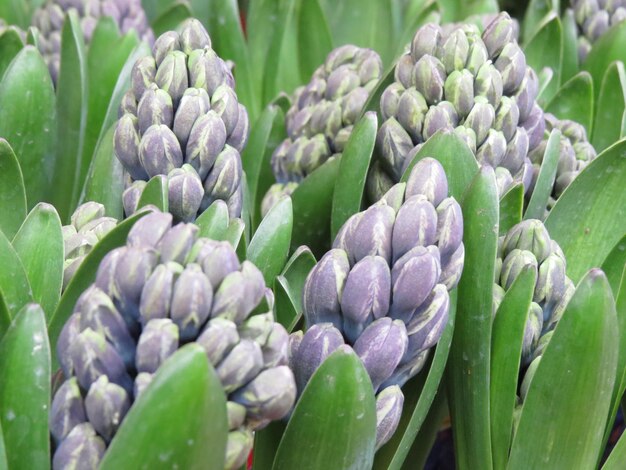 Foto hyacinth der liebe und der hoffnung