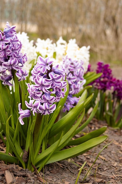 Hyacinth Hyacinthus Um gênero de plantas da família Asparagus Asparagaceae Fundo floral da primavera