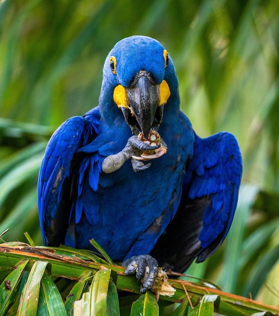 Hyacinth macaw está sentado em uma palmeira e comendo nozes